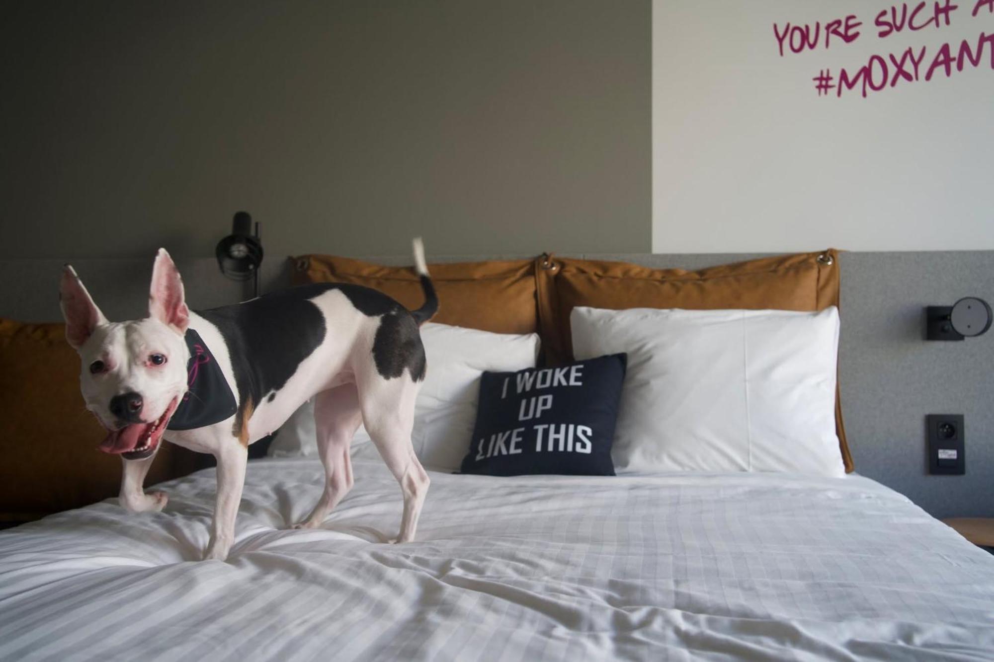 Moxy Antwerp Hotel ภายนอก รูปภาพ